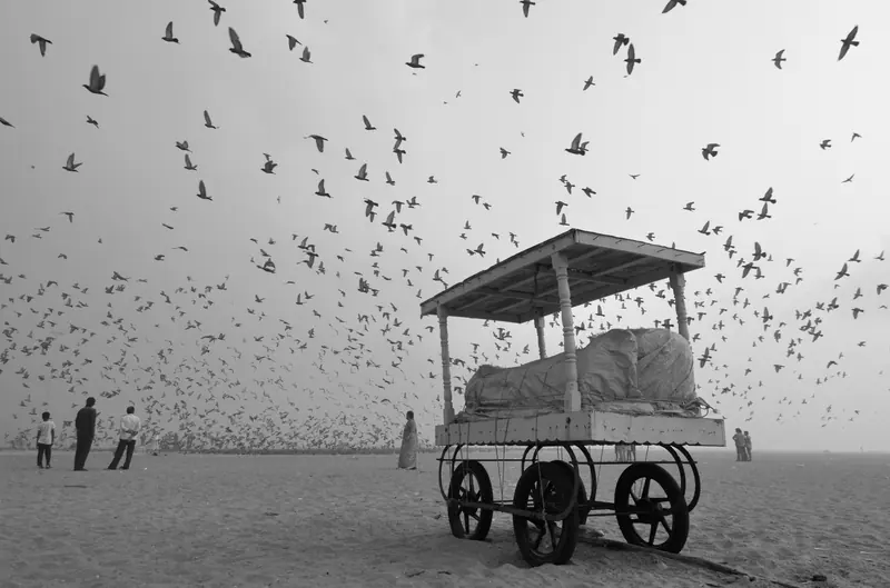 Pigeons over Marina Beach in the morning, Chennai